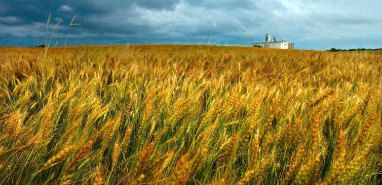 wheat waving