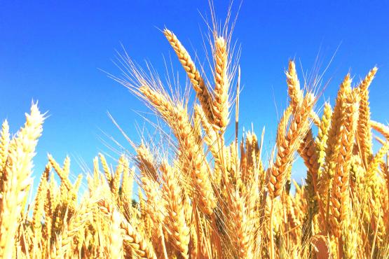 wheat